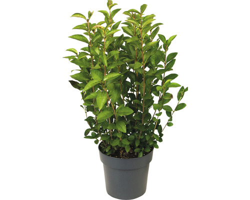 Ovaalbladige liguster FloraSelf Ligustrum ovalifolium H 60-70 cm Co 3 L