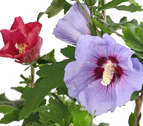 Hibiskus-Duo - Garten-Eibisch, verschiedene