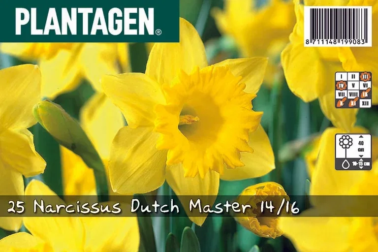 Narcissus pseudonarcissus 'Dutch Master' Påskelilje 'Dutch Master'