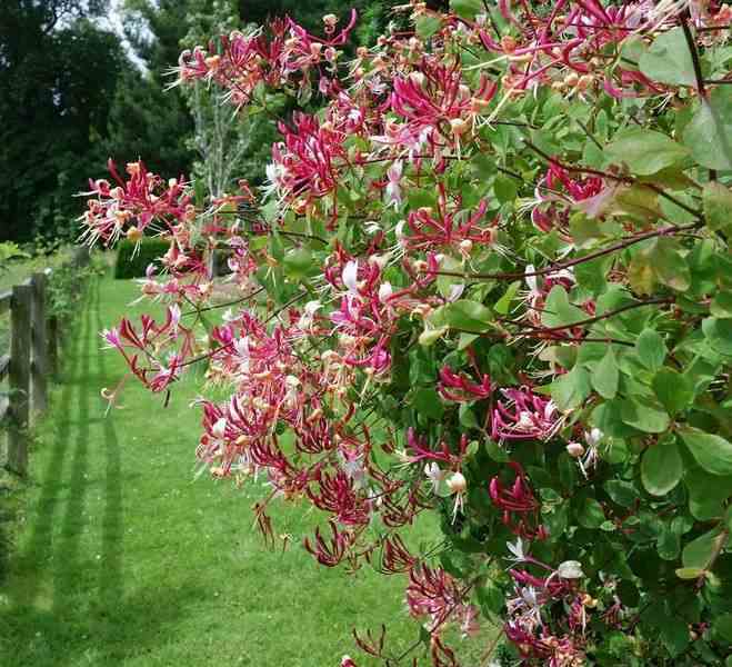 Lonicera henryi (chèvrefeuille) taille pot de 2 litres - 30/50 cm - rose violacé