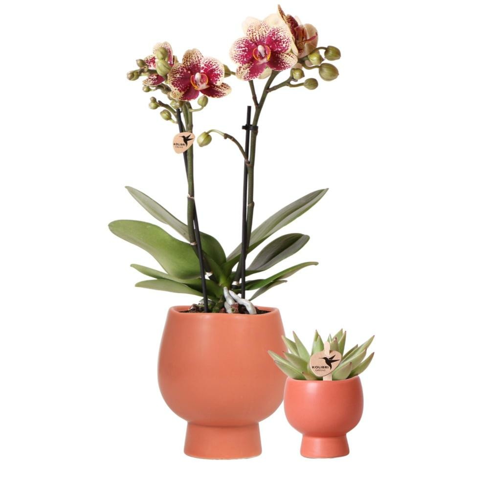 Ensemble de plantes zen face nude | ensemble avec orchidée phalaenopsis rose foncé 12cm et plante verte sansevieria 9cm