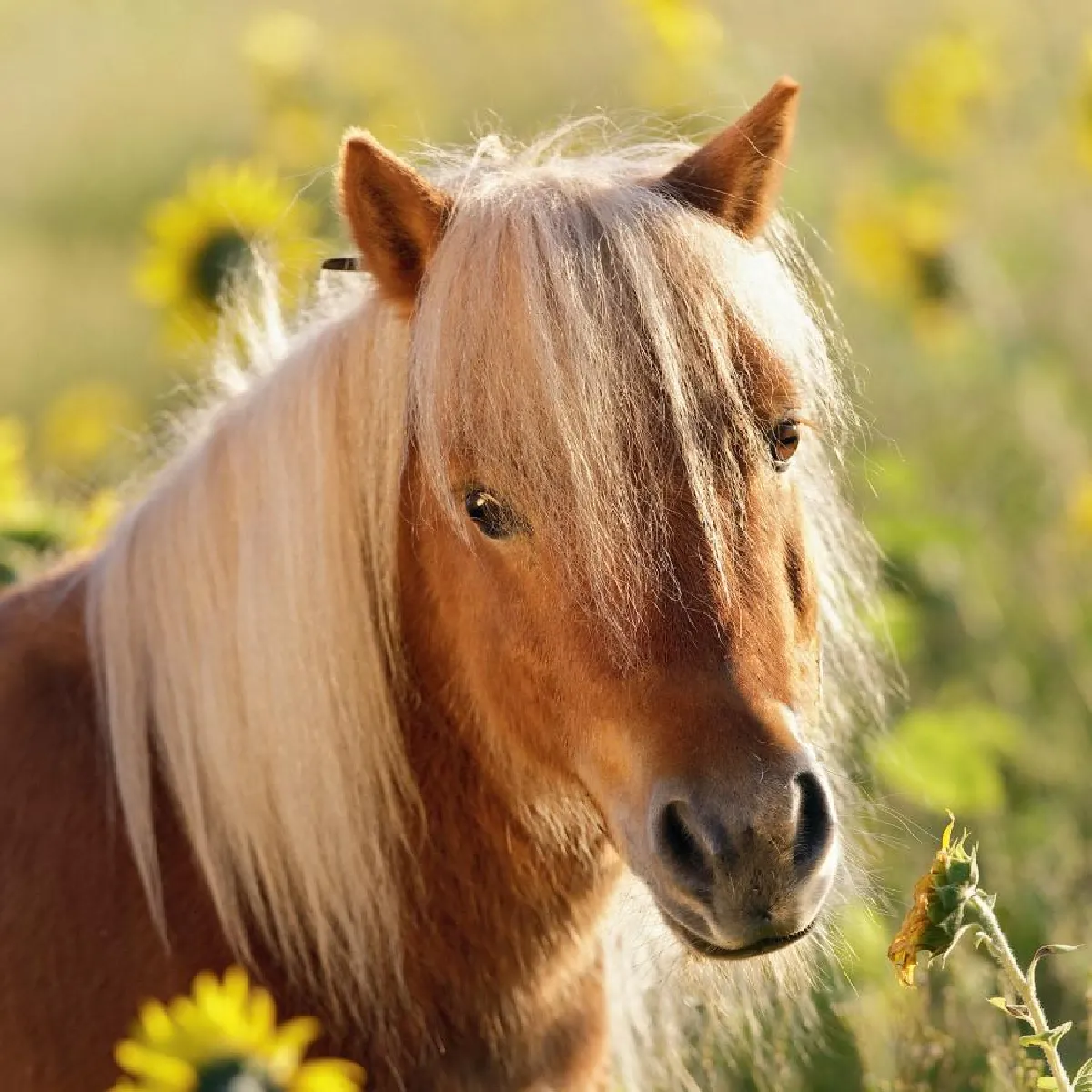 Ravensburger Adorables Poneys 3x49 Pièces