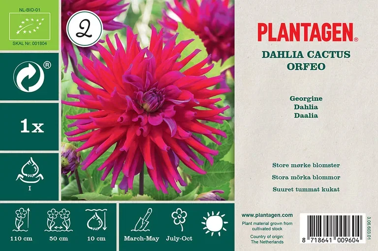 Dahlia x pinnata (Cactus Group) 'Orfeo' Kaktusgeorgine ‘Orfeo’