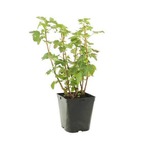 Cassissier 'Andega' : pot de 5 litres