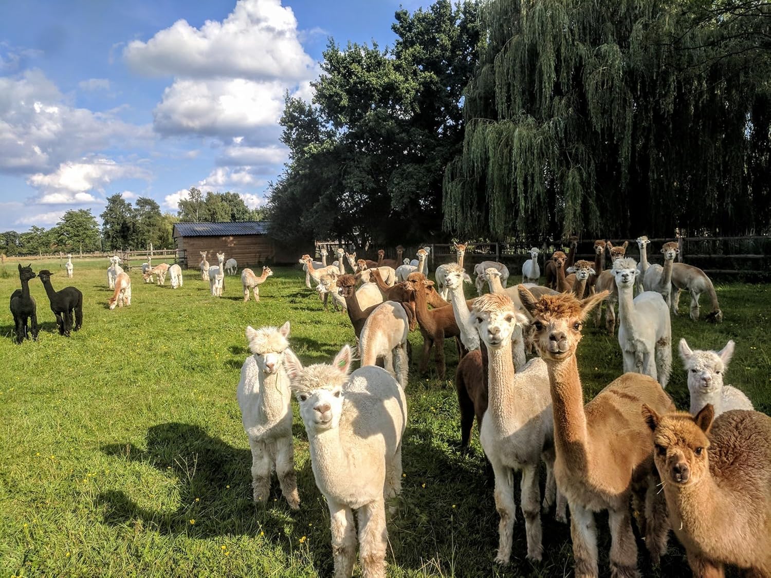 Alpaka Bettdecke Basic Line Sommer leicht, 155x220cm, Füllung 100% Alpakawolle (900g), Bezug aus naturbelassener Baumwolle