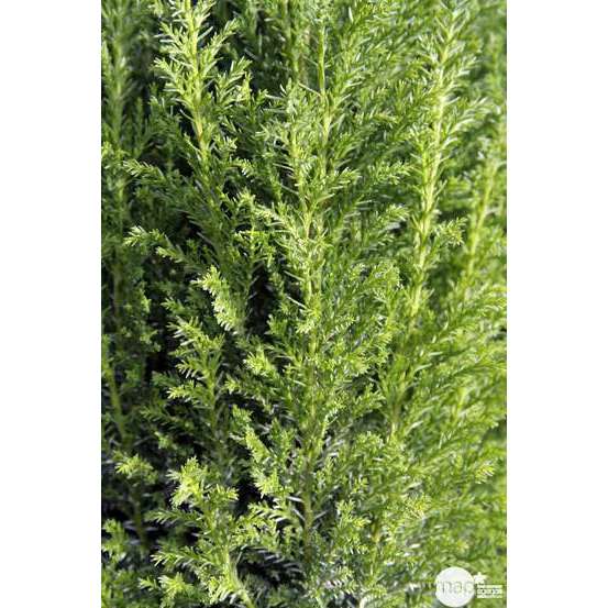 Chamaecyparis Lawsoniana Ellwoodii : 90/100 cm pot 10L