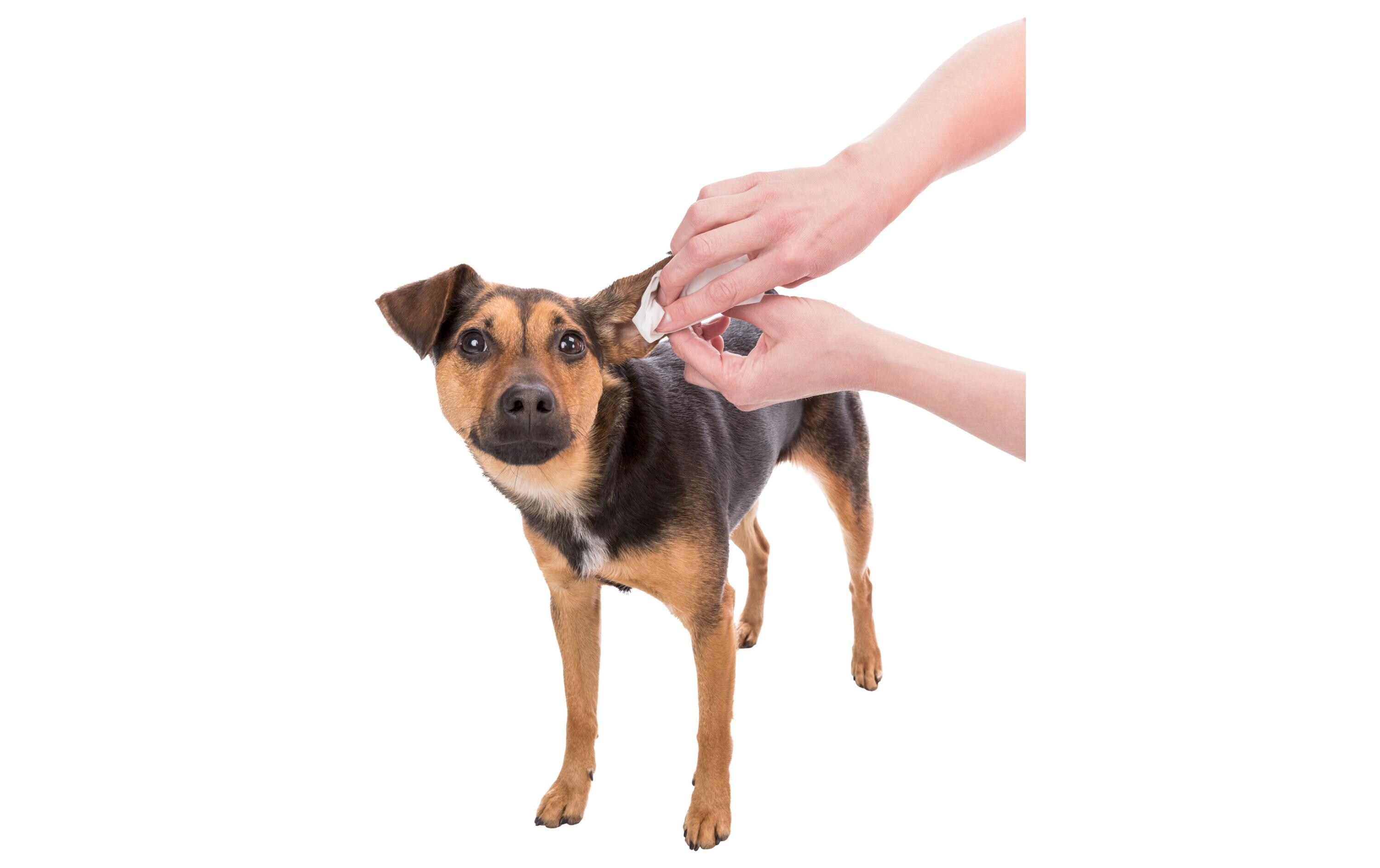 Ohrenreiniger Tücher, 30 StückOhrenpflege für Hunde, Katzen und andere Kleintiere