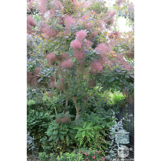 Cotinus x ' Grace ' : H 40/60 cm : ctr 4 litres