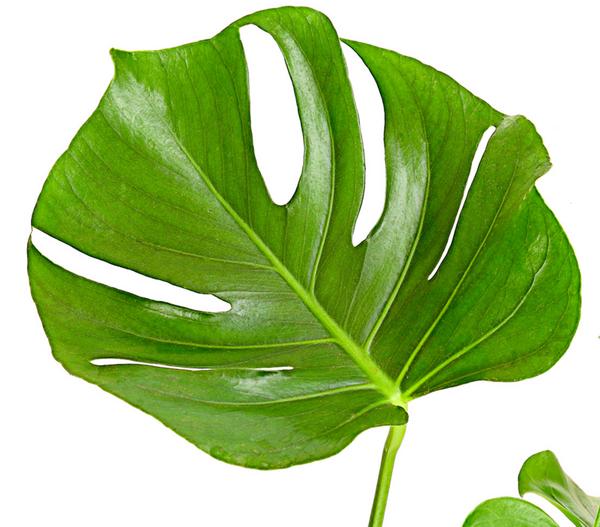 Fensterblatt - Monstera deliciosa