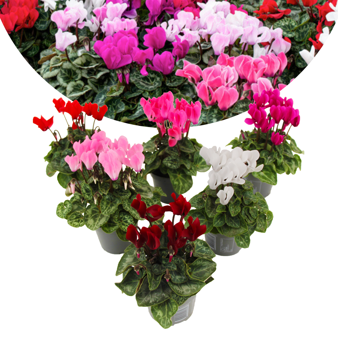 Cyclamen persicum - mix de 3 - plantes d'intérieur - pot 9cm - hauteur 10-20cm