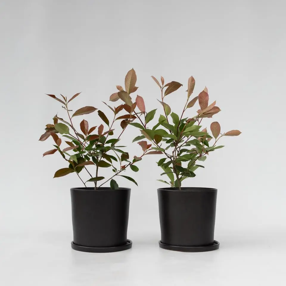 Glansmispel - Set van 2 - Photinia fraseri 'Red Robin' - Hoogte 30-40cm - ⌀17cm