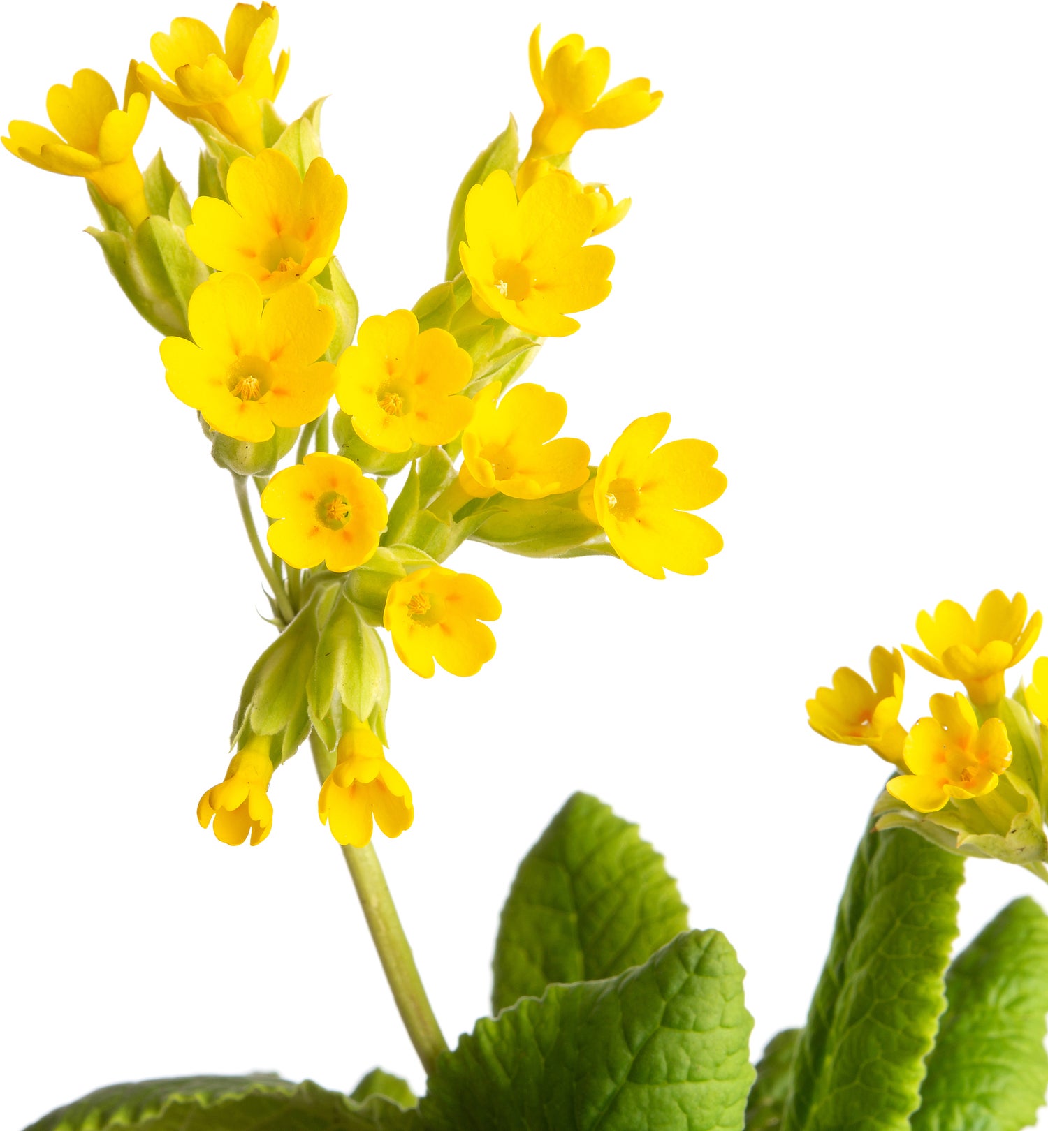 Gulden sleutelbloem (Primula veris) D 11 H 10 cm