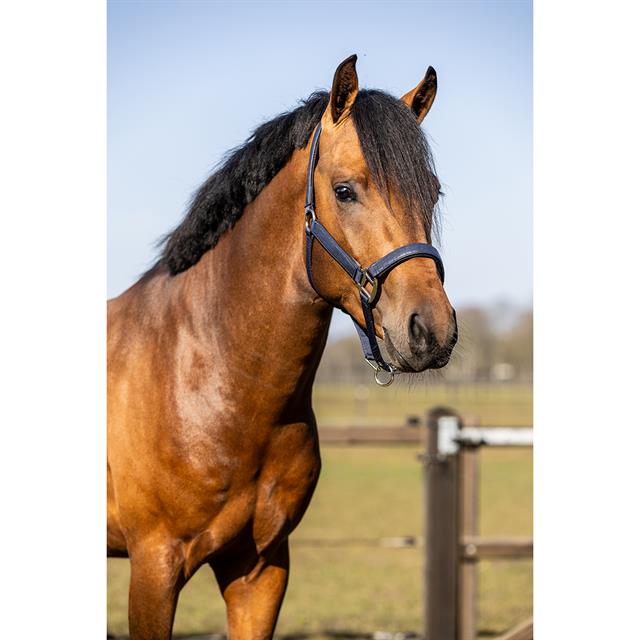 Halsterset HORSEGEAR HGCroco Donkerblauw