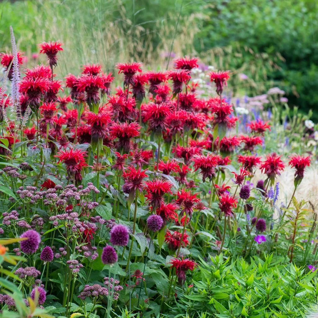 Monarda 'Cambridge Scarlet' Hestemynte 'Cambridge Scarlet' Ø11 cm