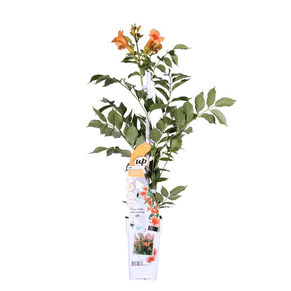 Campsis 'indian summer' – creeper – trompette grimpeuse – rustique – ⌀15 cm – ↕60-70 cm