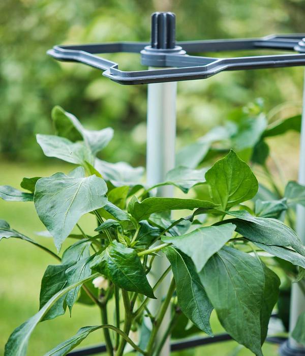 Gusta Garden Paprika-Rankhilfe Chili Buddy,