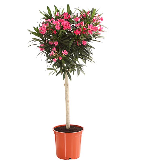 Oleander, Stämmchen, verschiedene Farben