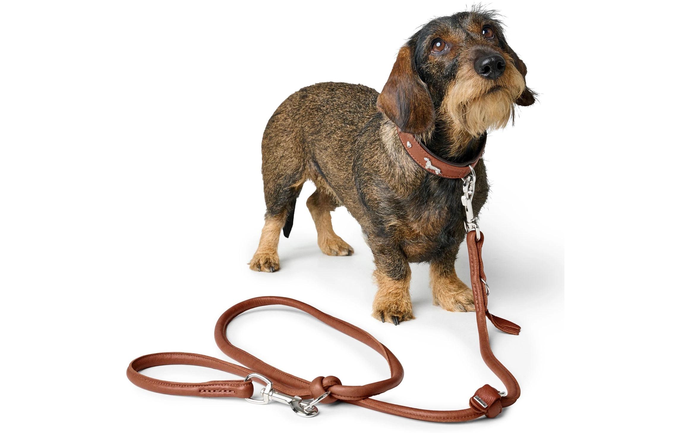 Teckel-Halsband München 37/XS-S, Rindsleder, Cognac/SchwarzKlassisches Halsband für Hunde mit auffälligen Dackel-Besätzen