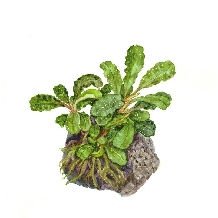 Waterplant Bucephalandra Pygmaea Bukit Kelam