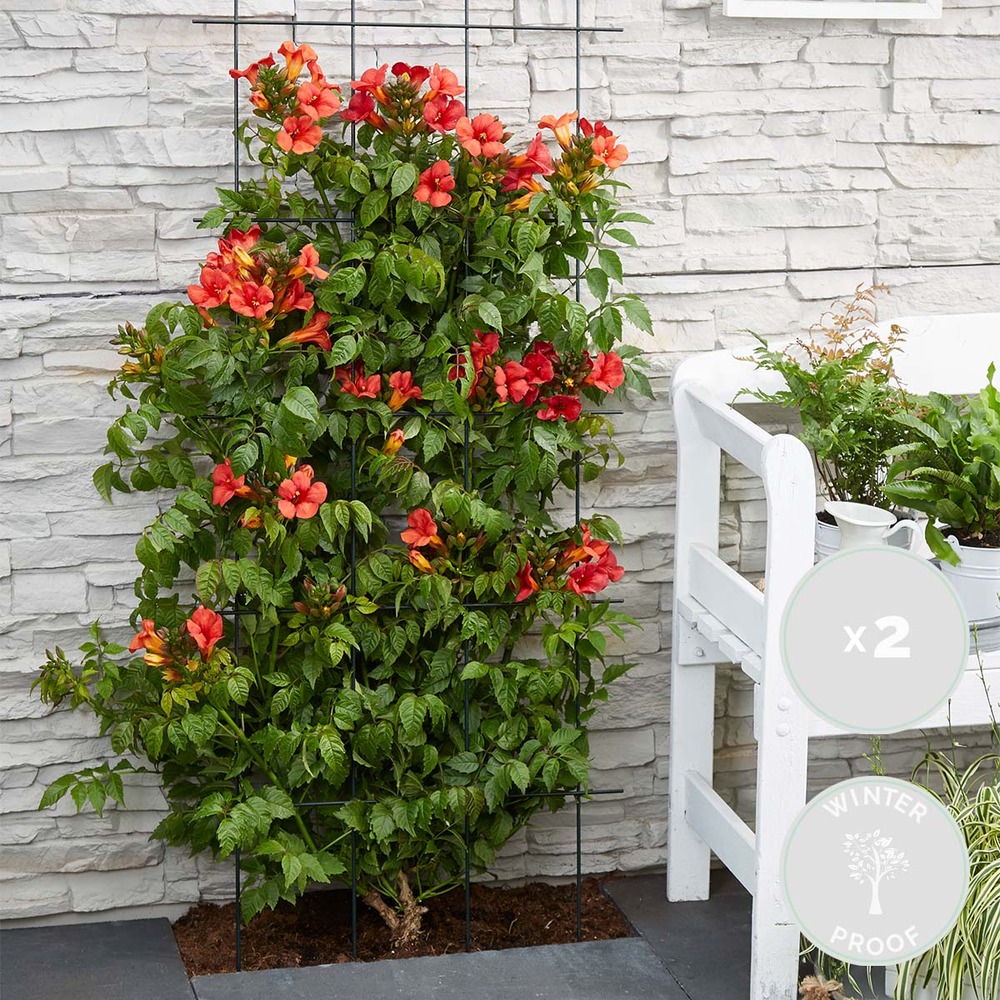 2x campsis fire trumpet – trompette fleur – creeper – hardy - ⌀15 cm - ↕60-70 cm