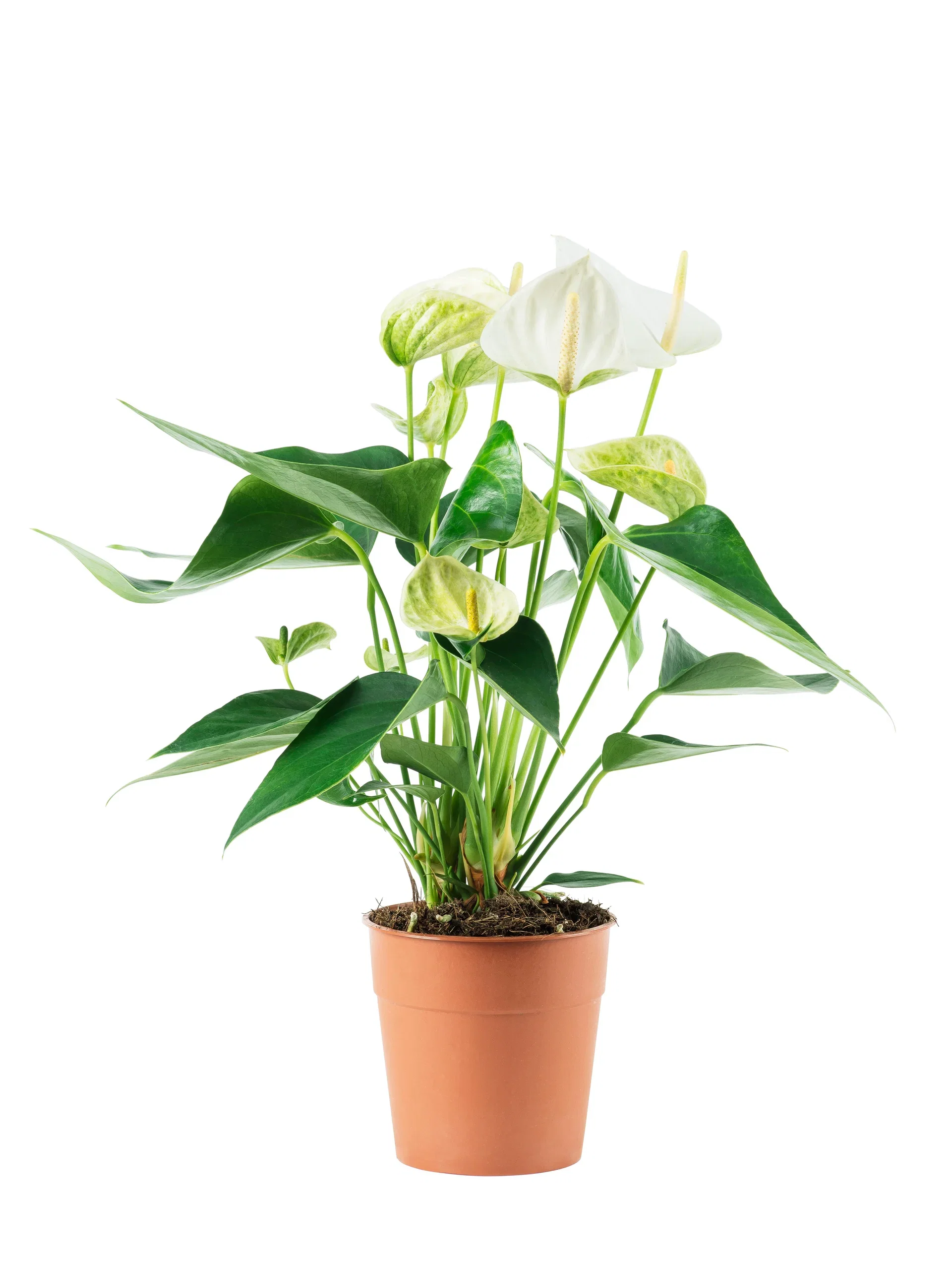 Anthurium andreanum Flamingoblomst Høyde 60 cm