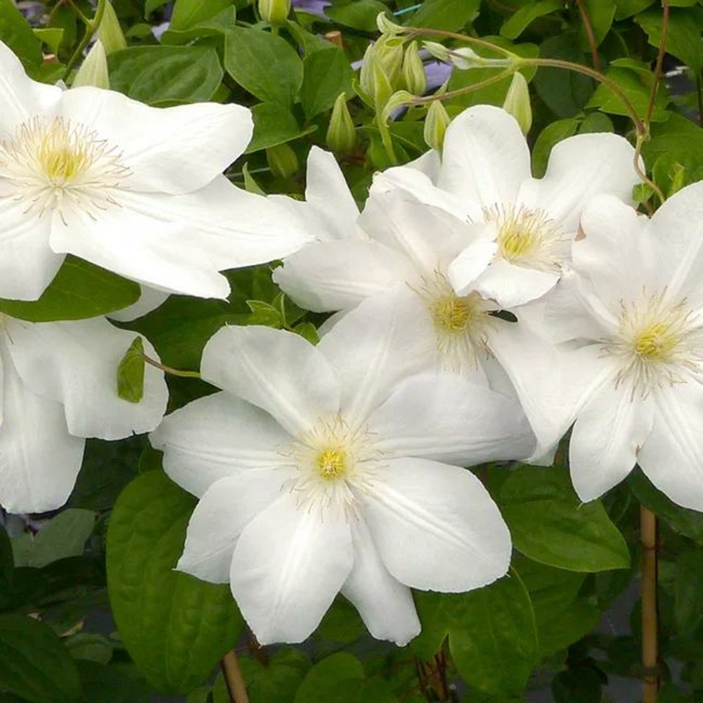 Clématite 'madame lecoultre' - clematis 1,5l