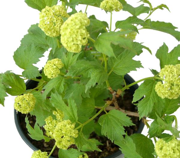 Gefüllter Schneeball 'Roseum'