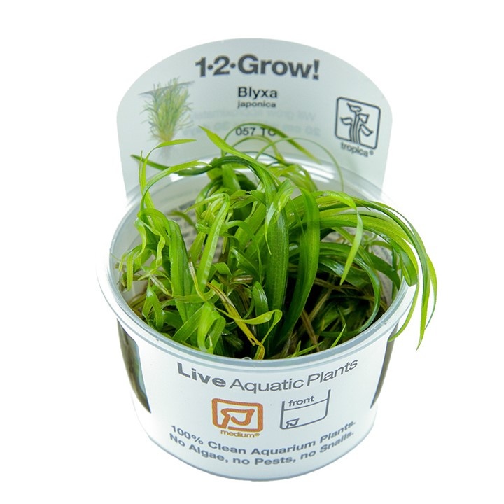 Waterplant Blyxa Japonica