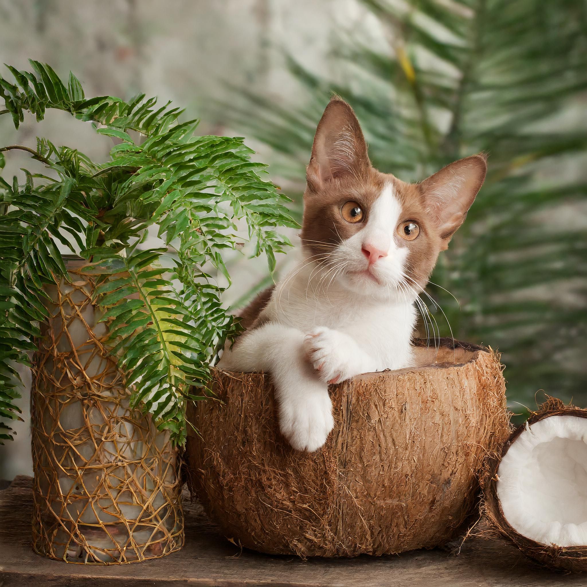 TierGlück Ginkgo Drops mit Mistel, Rosmarin & Kurkuma für Katzen