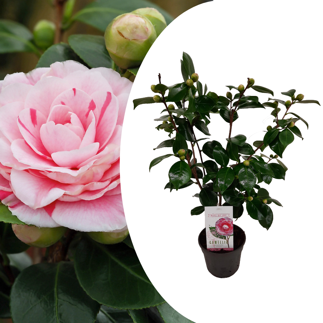 Camellia japonica 'bonomiana' - rose japonaise - pot 15cm - hauteur 50-60cm