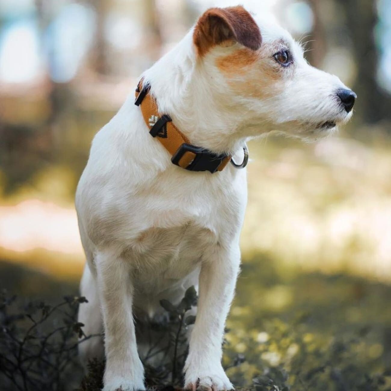 Woolly Wolf Halsband Sea to Summit XS