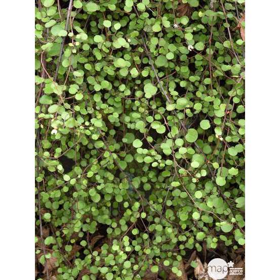Muehlenbeckia : 3L