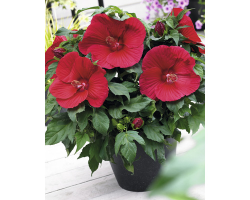 Reuze rode hibiscus FloraSelf Hibiscus moscheutos 'Extreme' H 50-60 cm Co 5 L