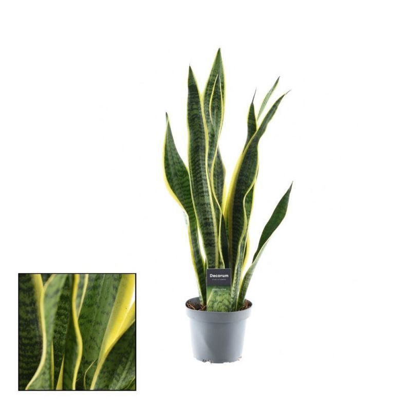 Sanseveria (vrouwentong) Breedbladig - Kamerplant - 12 cm