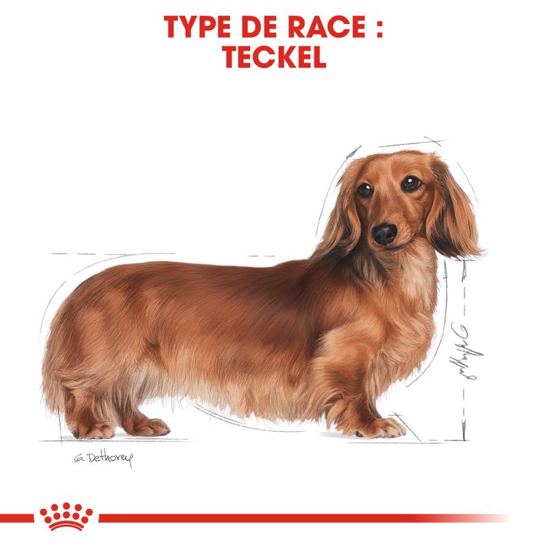 Royal Canin Teckel Adult à prix discount sur bitiba.fr