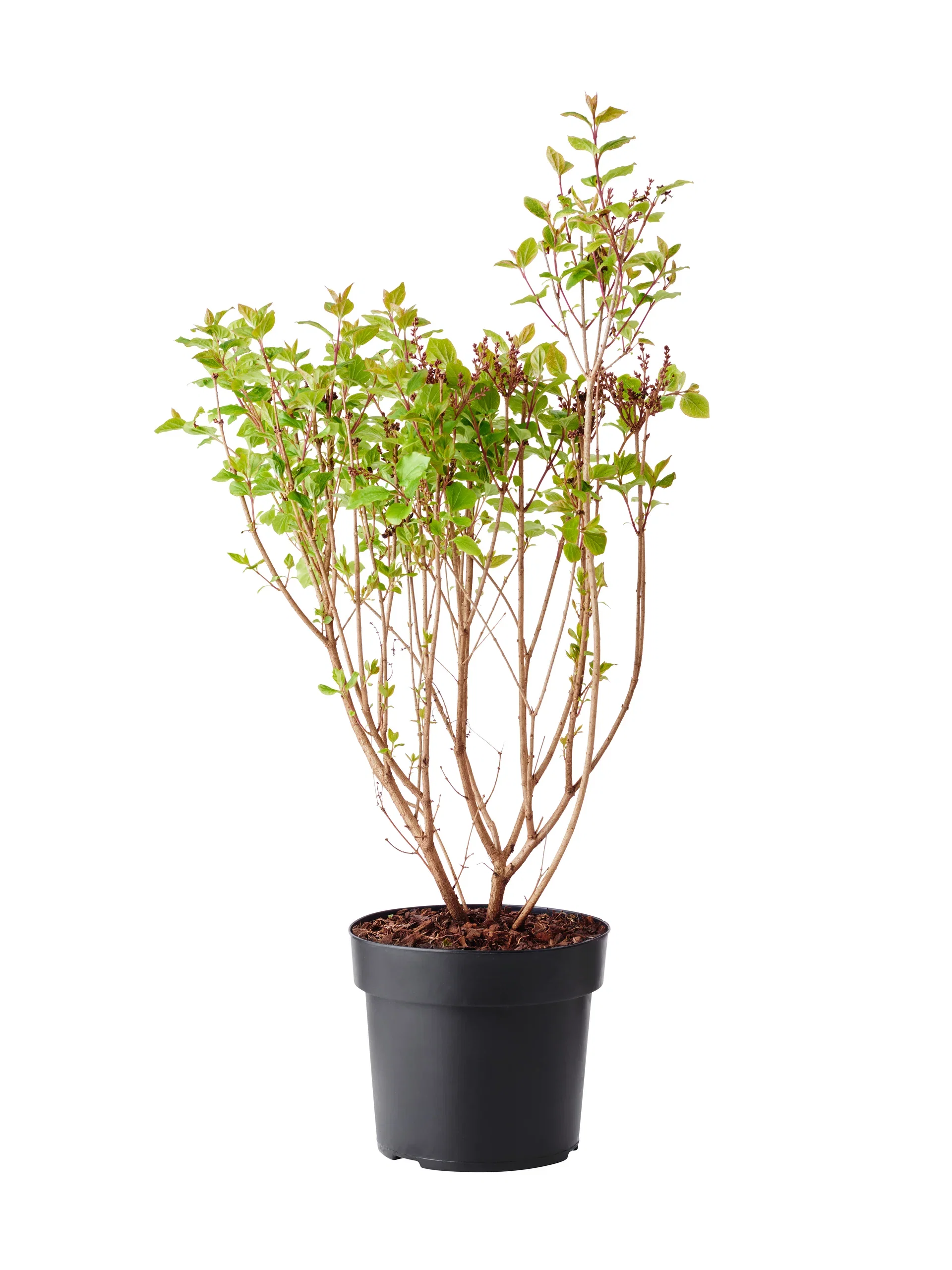 Syringa meyerii 'Palibin' Syrin 'Palibin' Høyde 40-60 cm