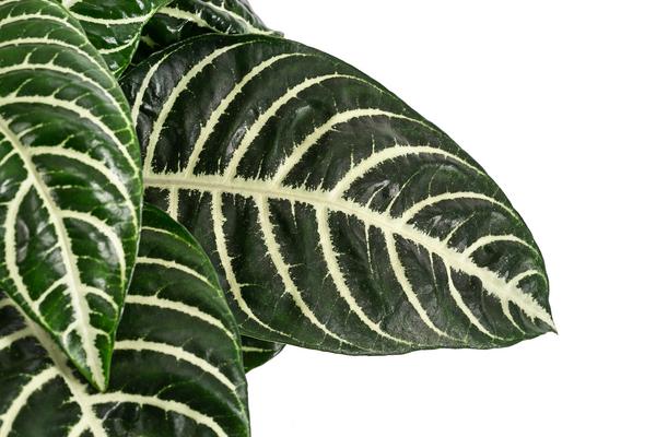 Glanzkölbchen - Aphelandra squarrosa