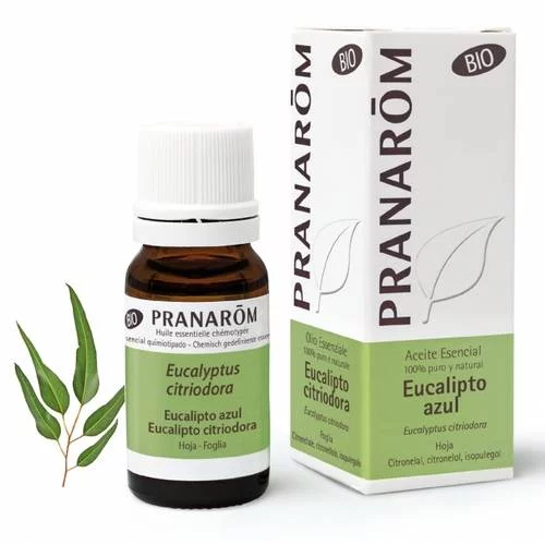 Eucalyptus citronné Bio - 10 ml