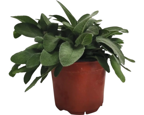 Echte salie, keukensalie, medicinale salie, kruidensalie FloraSelf Salvia officinalis Ø 18 cm pot