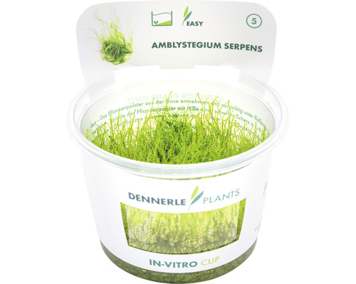 Kruipend stronkmos - Amblystegium serpens In-Vitro