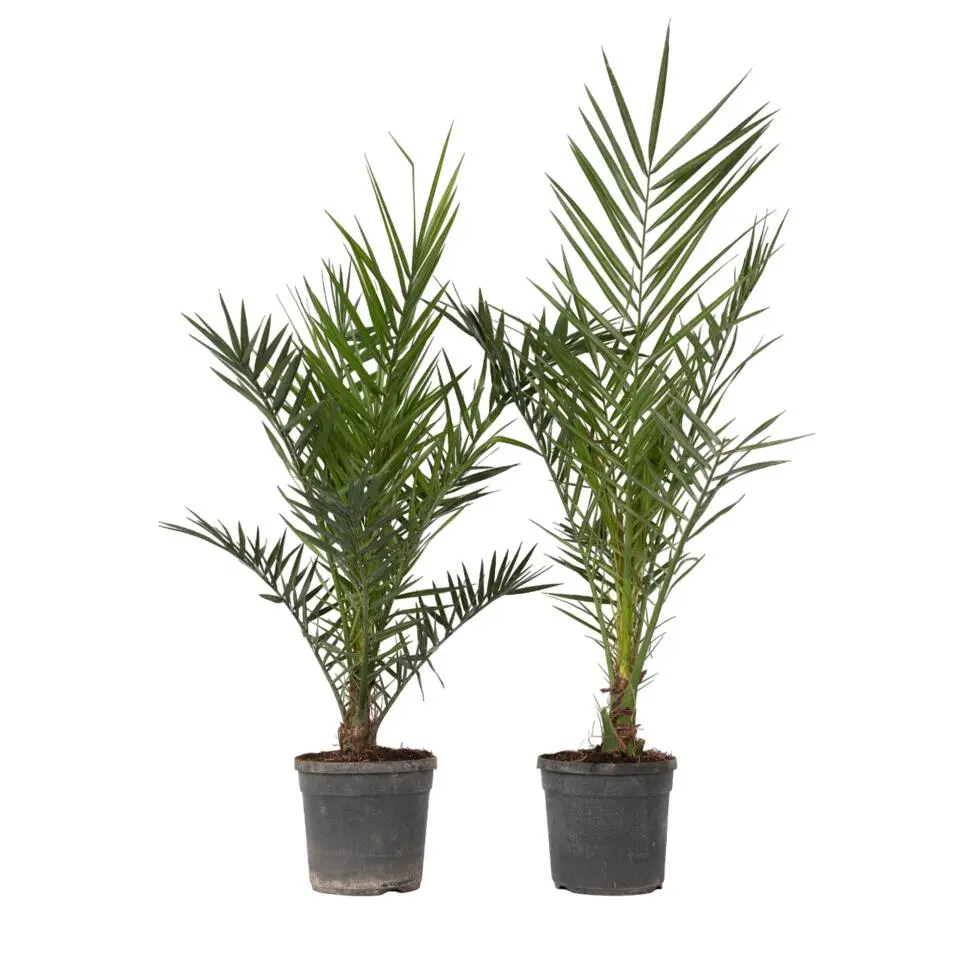 Canarische Dadelpalm - Set van 2 - Phoenix canariensis - Hoogte 80-100cm - ⌀19cm