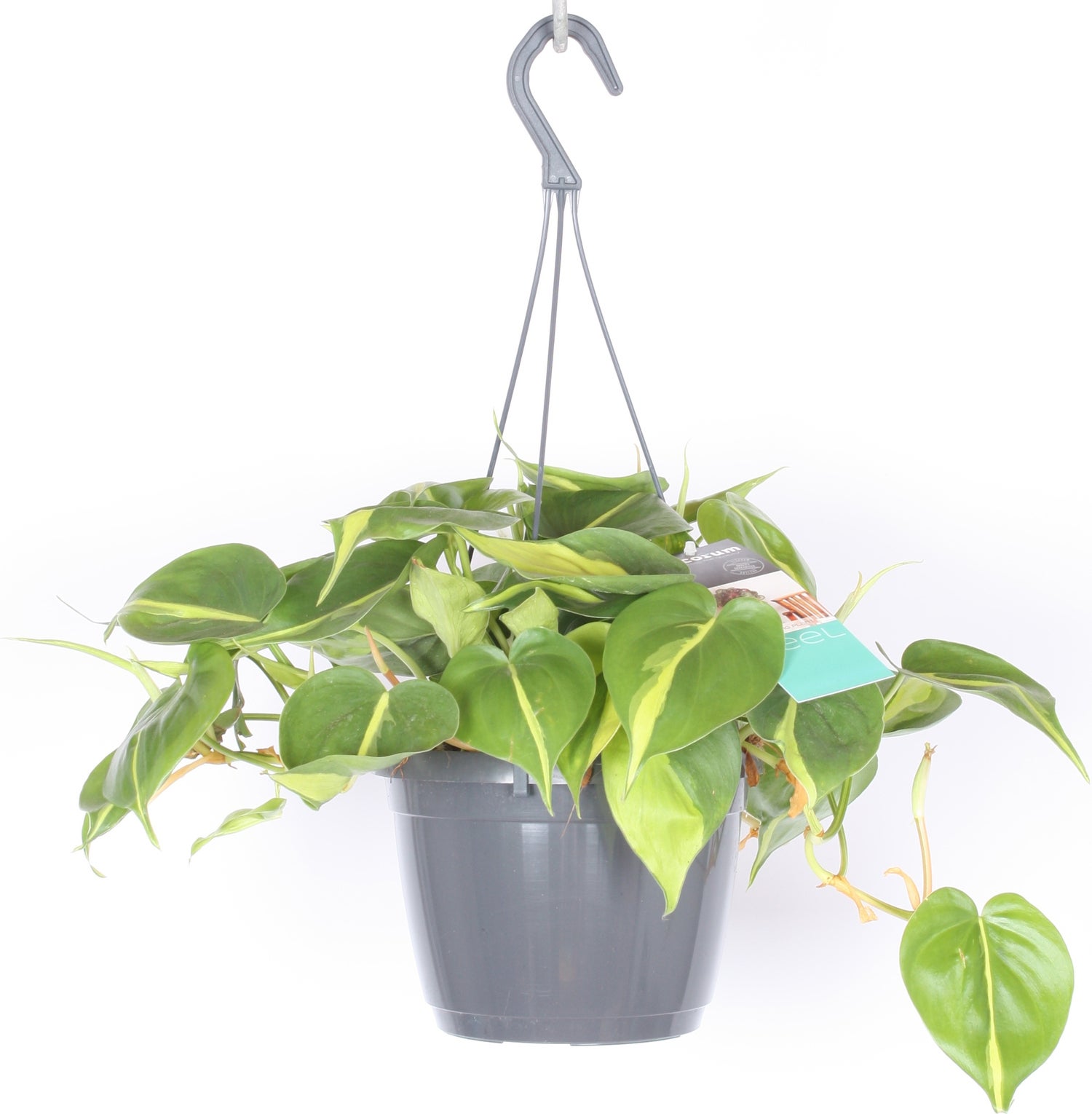Philodendron in hangpot (Philodendron scandens 'Brasil') D 17 H 30 cm