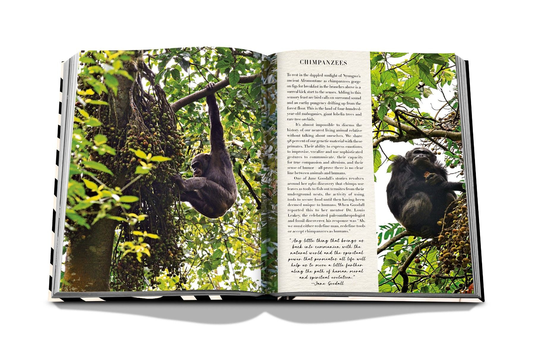 Assouline African Adventures: The Greatest Safari on Earth