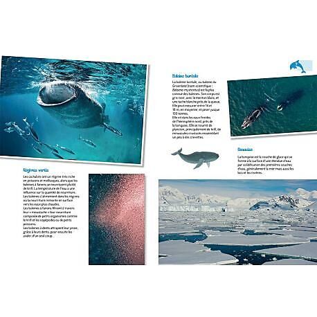 CARTOTHEQUE - LES GRANDS MAMMIFERES MARINS
