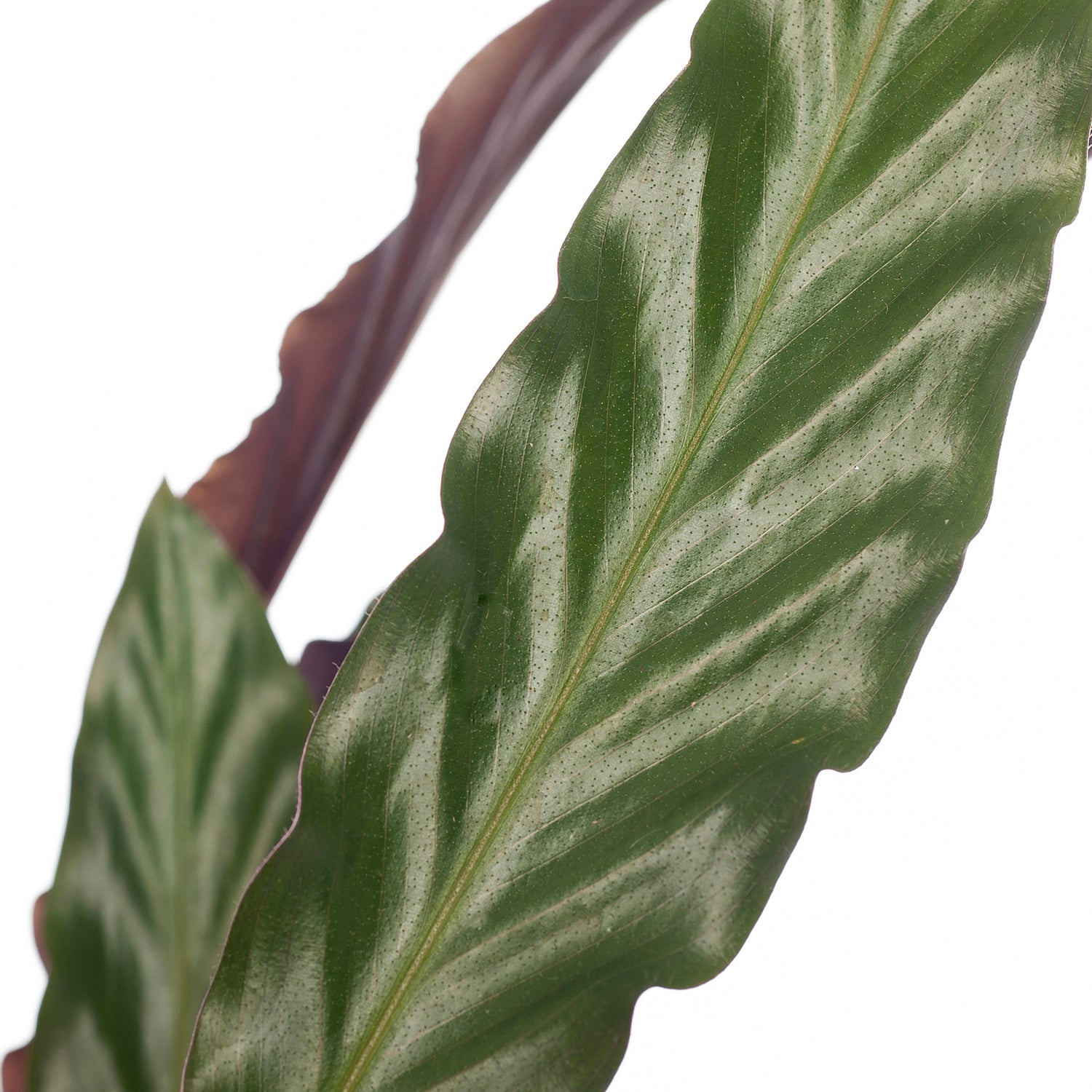 Calathea (Calathea rufibarba 'Wavestar') D 14 H 40 cm