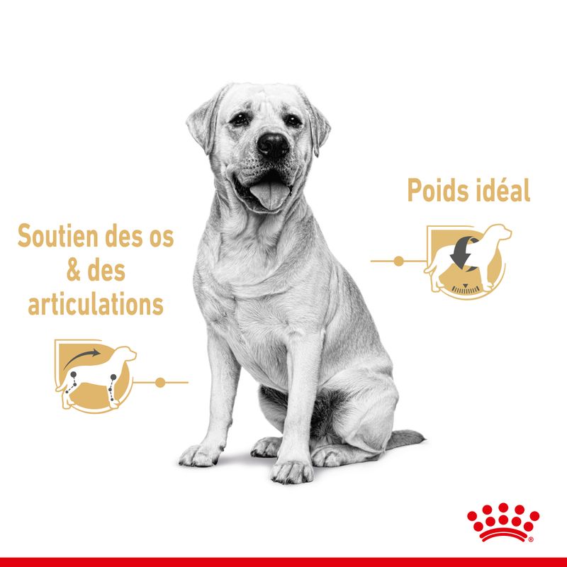 Royal Canin Labrador Retriever Adult en sauce