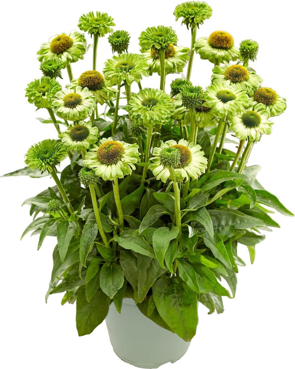 Zonnehoed (Echinacea purpurea 'SunSeekers Apple Green') D 17 H 45 cm
