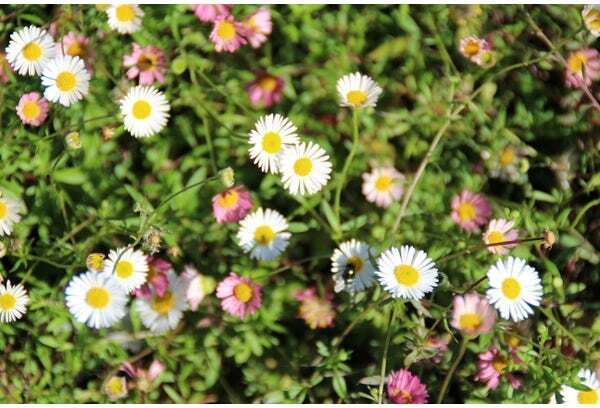 Fijnstraal (Erigeron karvinskianus) D 9 H 10 cm