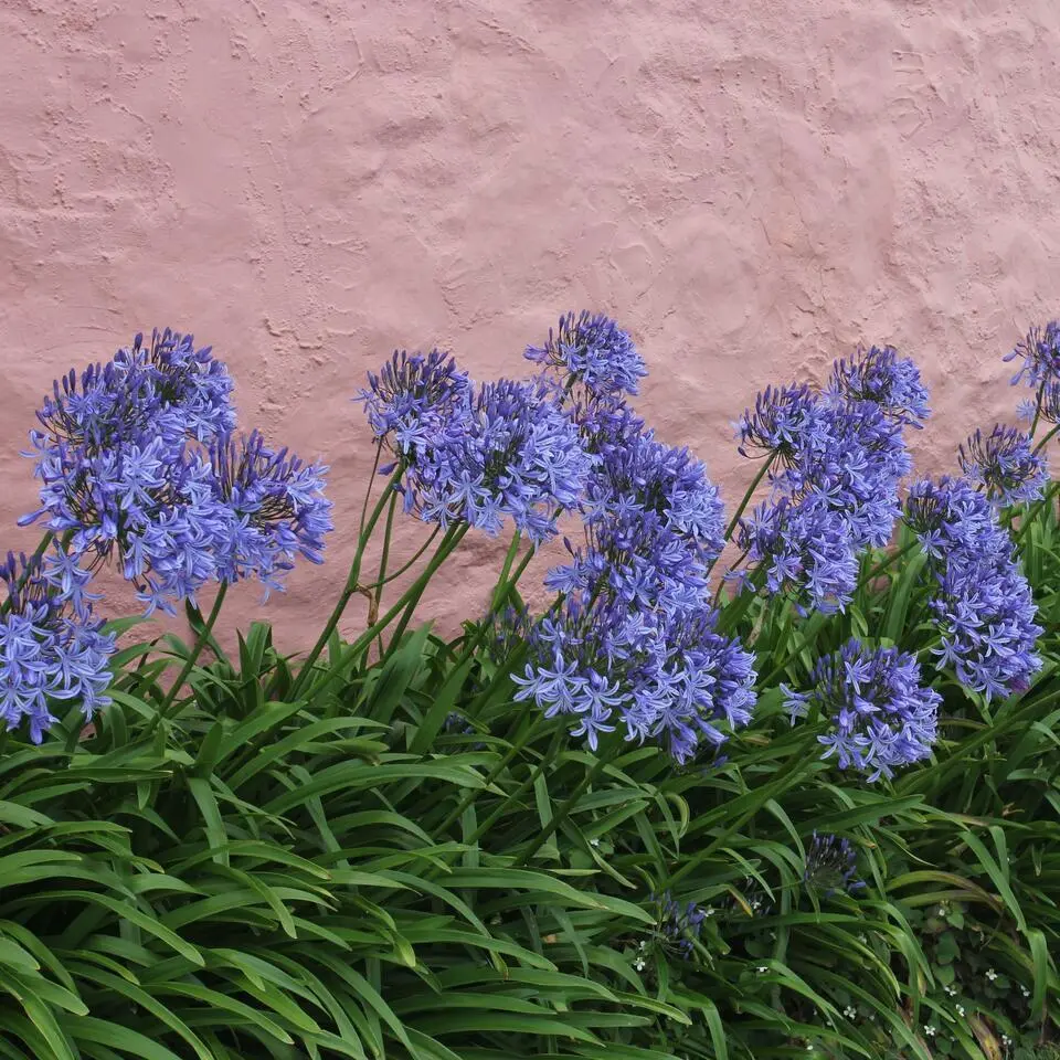Agapanthus - Agapanthus 'Amourette Blue' - Hoogte 65 cm - ø23 cm