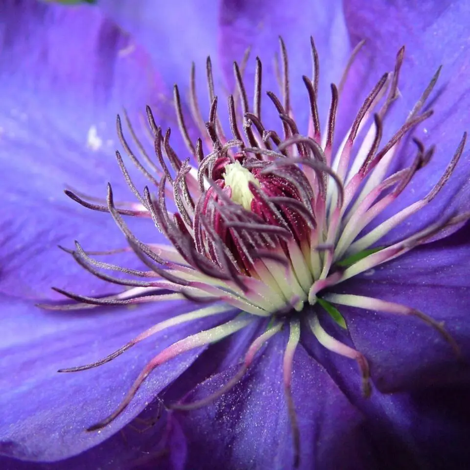 Bosrank - 2 stuks - Clematis 'The President' - Hoogte 100-120cm - ⌀17cm
